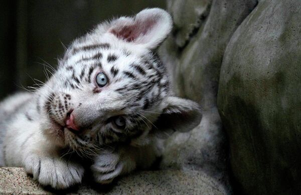 В чешском зоопарке родились белые бенгальские тигрята