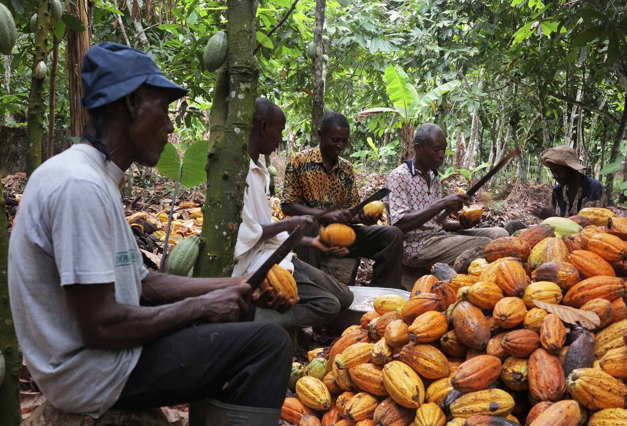 Фермеры режут плоды какао в восточной Гане 