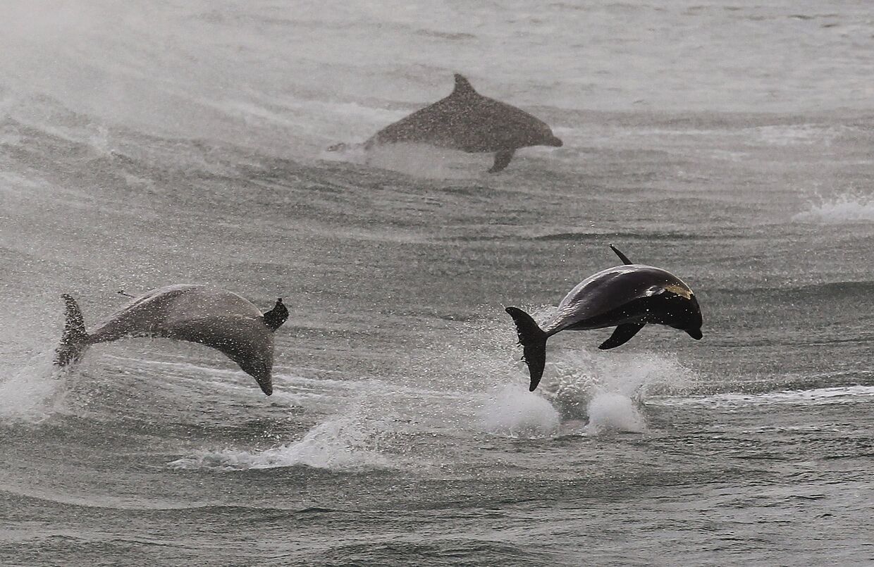 Дельфины приплыли к берегу Bondi Beach в Сиднее, Австралия