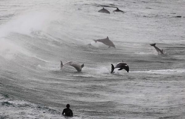 Серферы плавают с дельфинами в Сиднее, Австралия