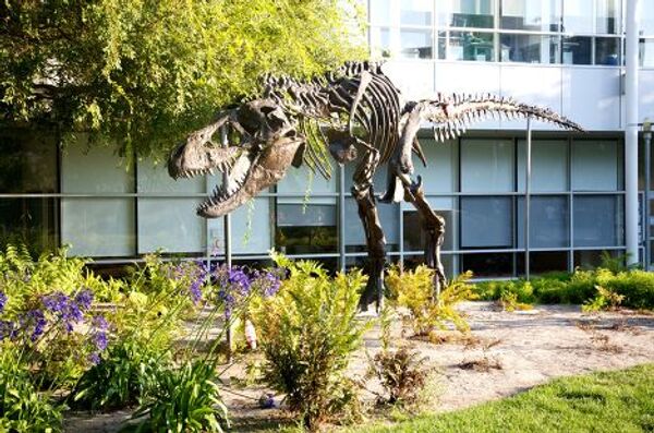Модель тиранозавра («Стэн») у офиса Google в Маунтин-Вью