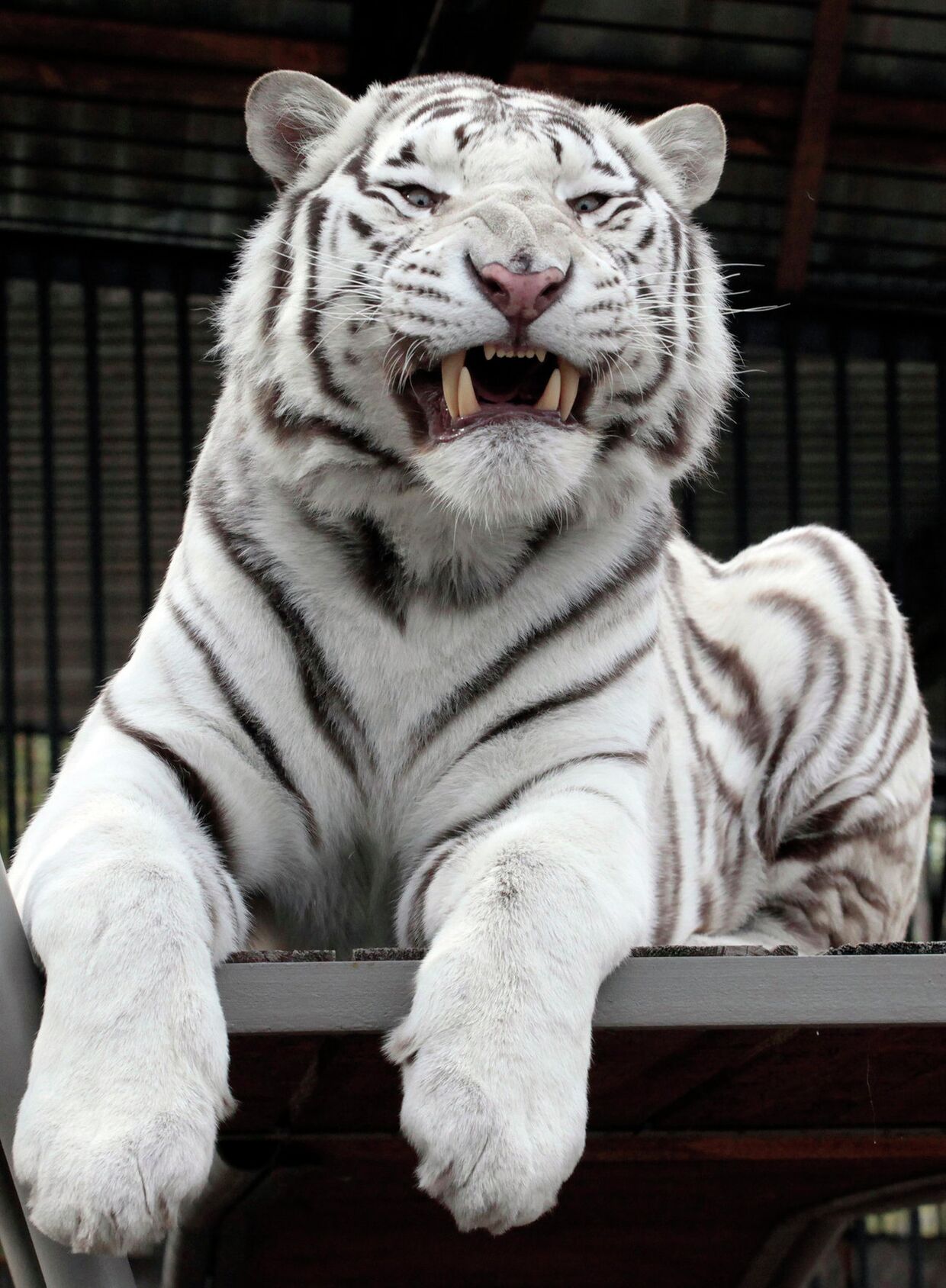 Бенгальский белый тигр