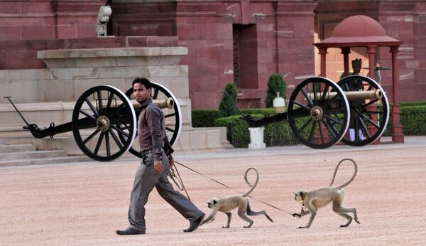 Дрессировщик обезьян в Нью-Дели