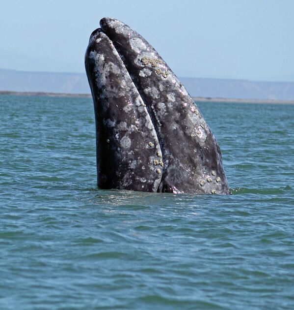 Серый, или калифорнийский кит