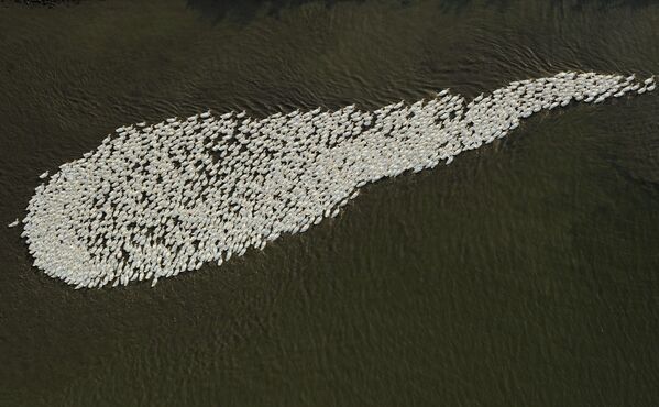 Стая гусей плывет по реке Янцзы, Китай