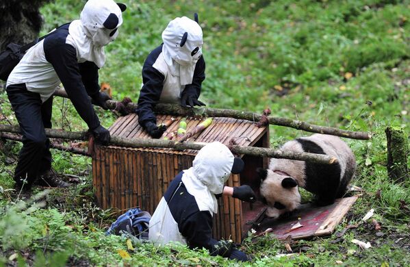 Перевоз панды в провинции Сычуань