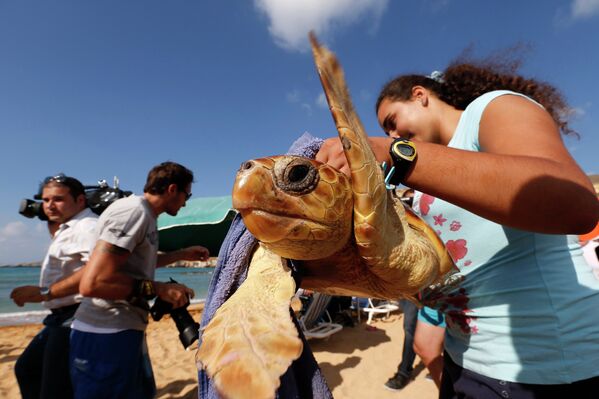 Волонтер из морской спасательной команды несет черепаху на севере Мальты