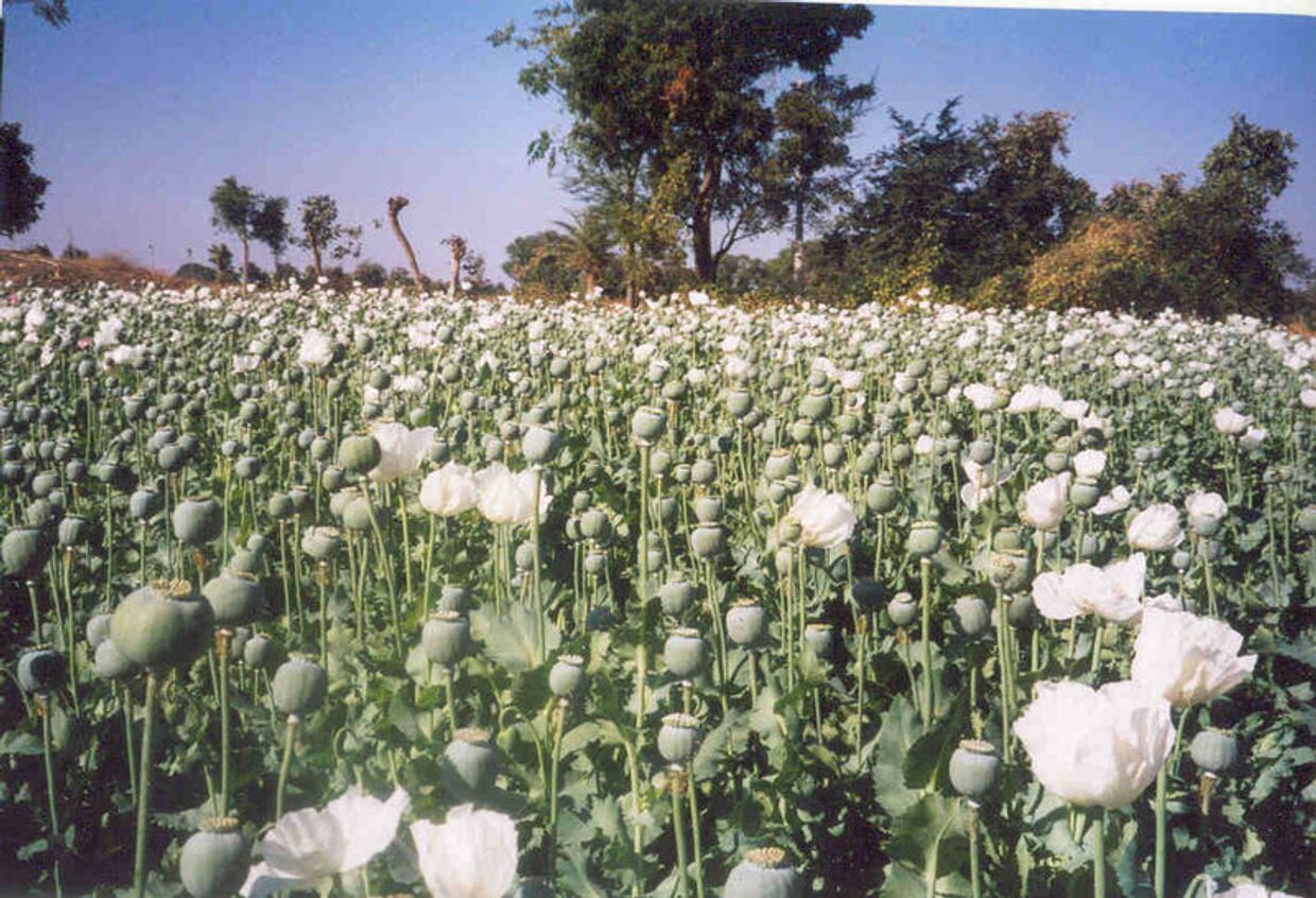 Опиумные плантации в Индии