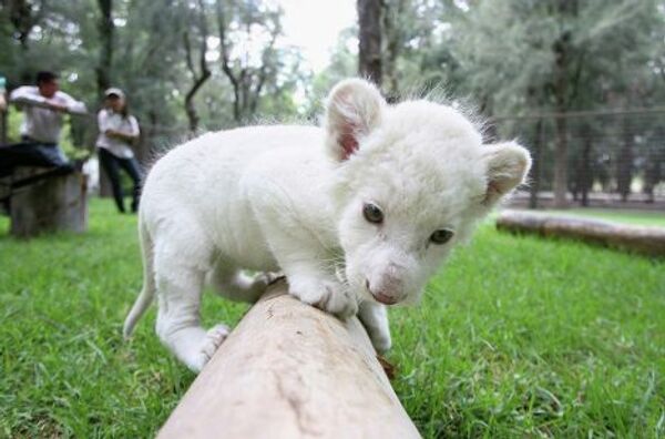 Белый львенок, родившийся 14 сентября в зоопарке Леона, играет в вольере