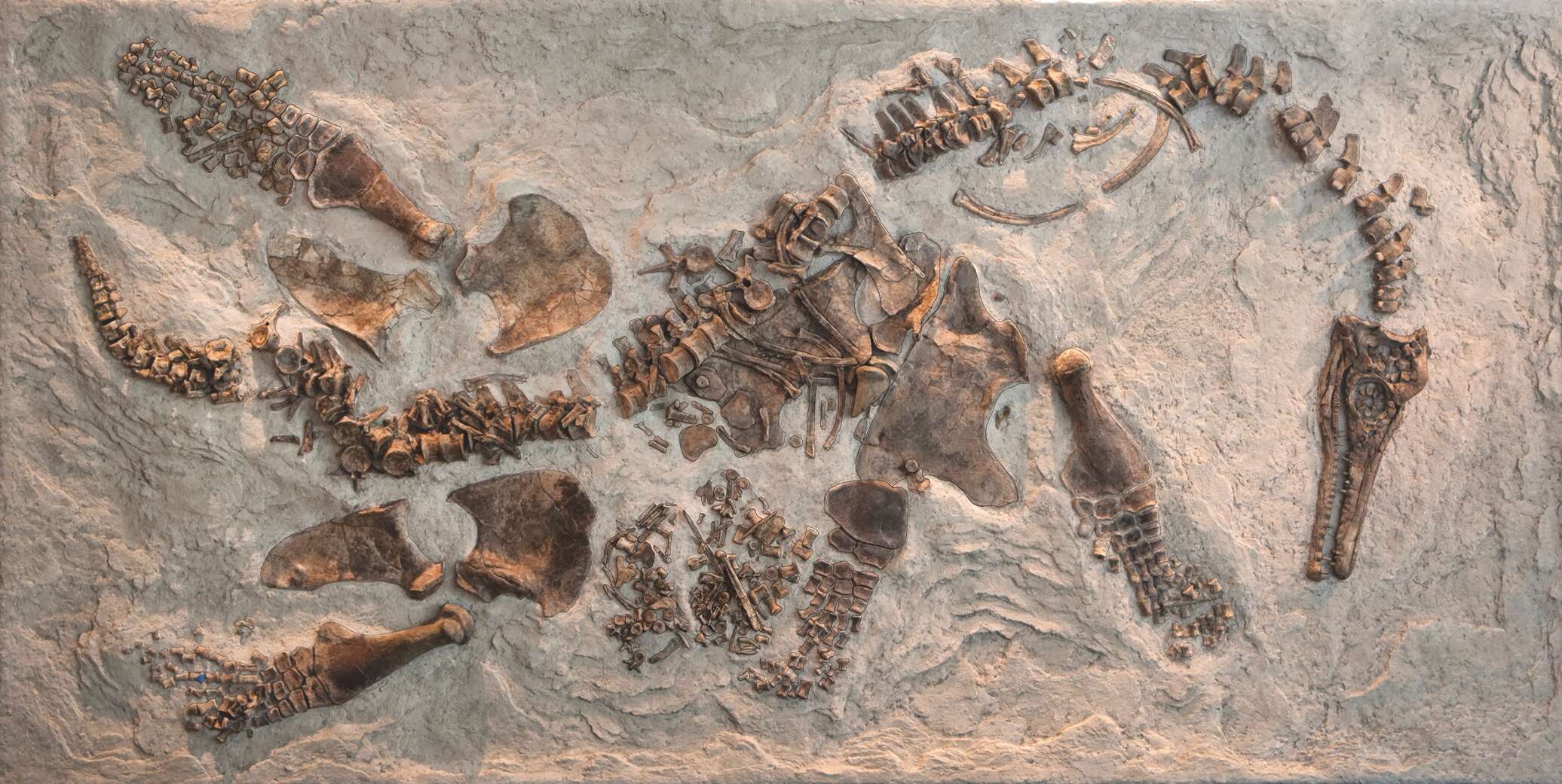 Плезиозавр Fossil and Archeology