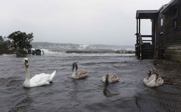 Лебеди плавают в затопленном дворе