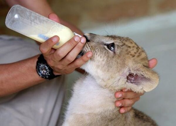 Львенка кормят в зоопарке города Кали, Колумбия