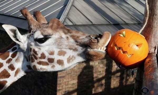 Жираф играет с тыквой во время Хэллоуина в зоопарке Лондона