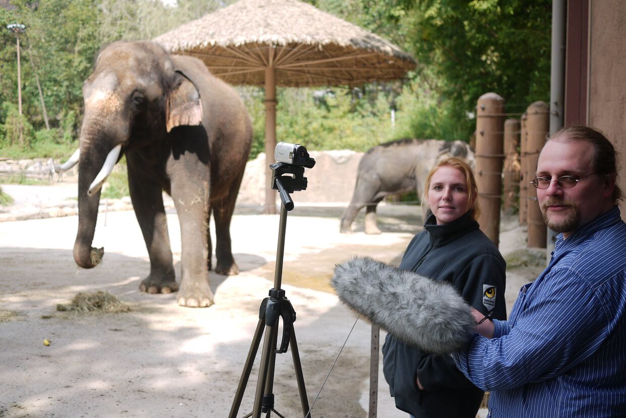 Говорящий слон по кличке Кошик в корейском зоопарке Эверленд в городе Йонъин