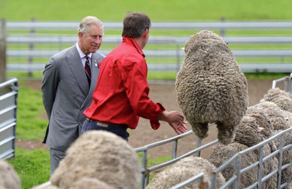 Принц Чарльз осматривает овец в загоне во время визита в Авcтралию