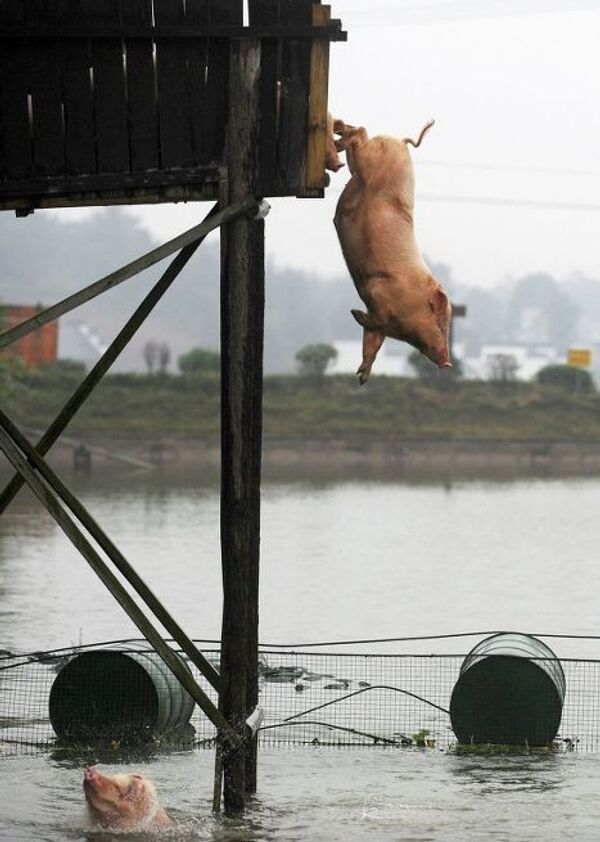 Свиньи прыгают с вышки