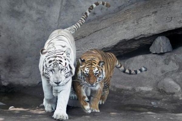 Два бенгальских тигра в зоопарке в Лиме