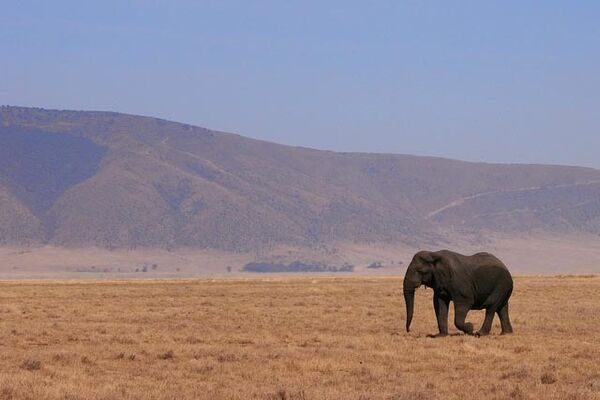 Слон в заповеднике Танзании