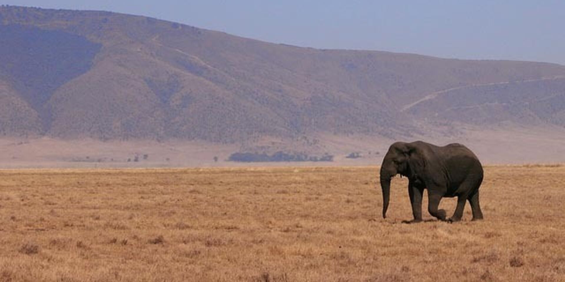 Слон в заповеднике Танзании - ИноСМИ, 1920, 30.12.2022
