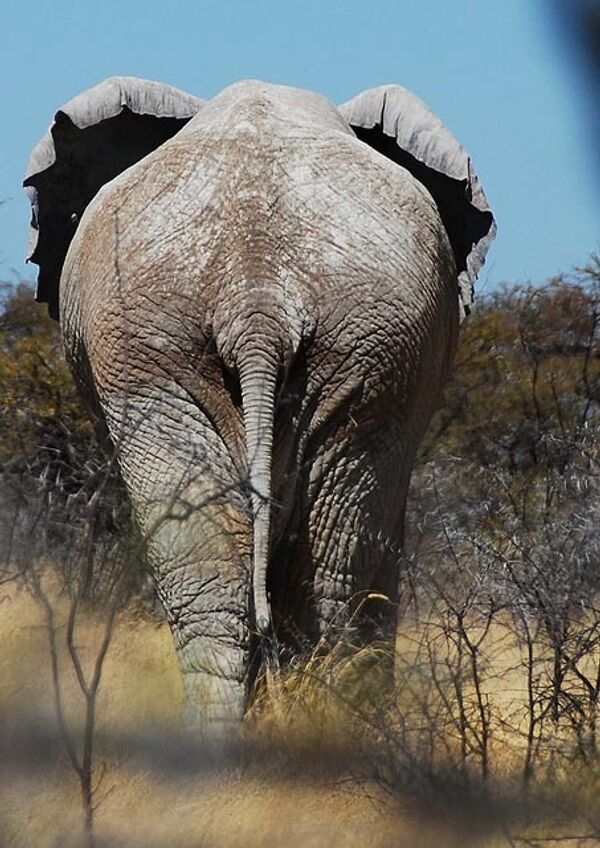Слон в Намибии