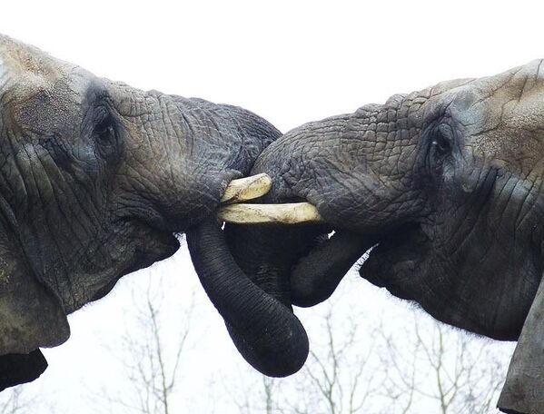 Целующиеся слоны в зоопарке Торонто