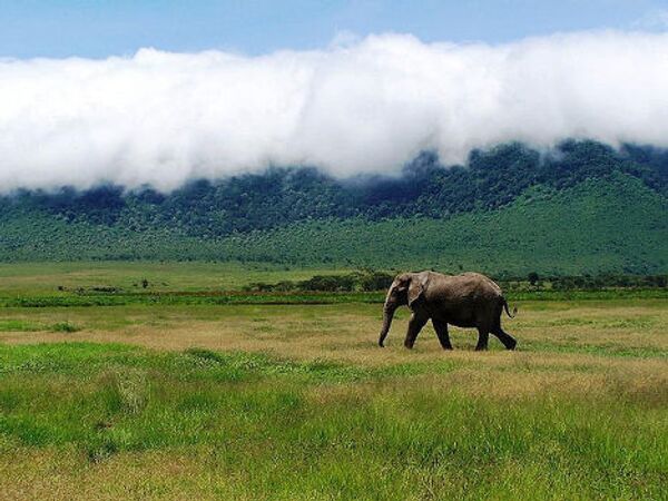 Слон в Танзании