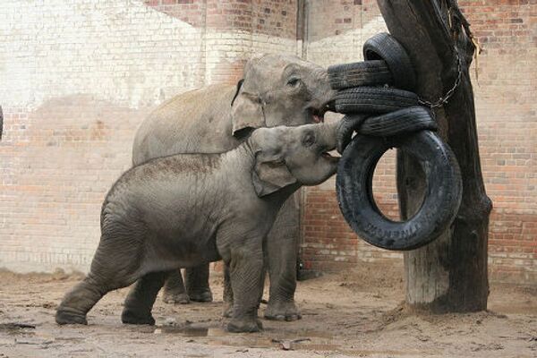 Слонята играют с шинами
