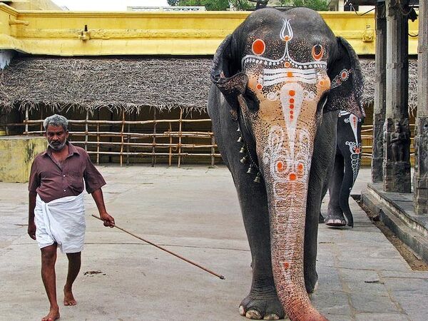 Слон на прогулке в г. Канчипурам, Индия