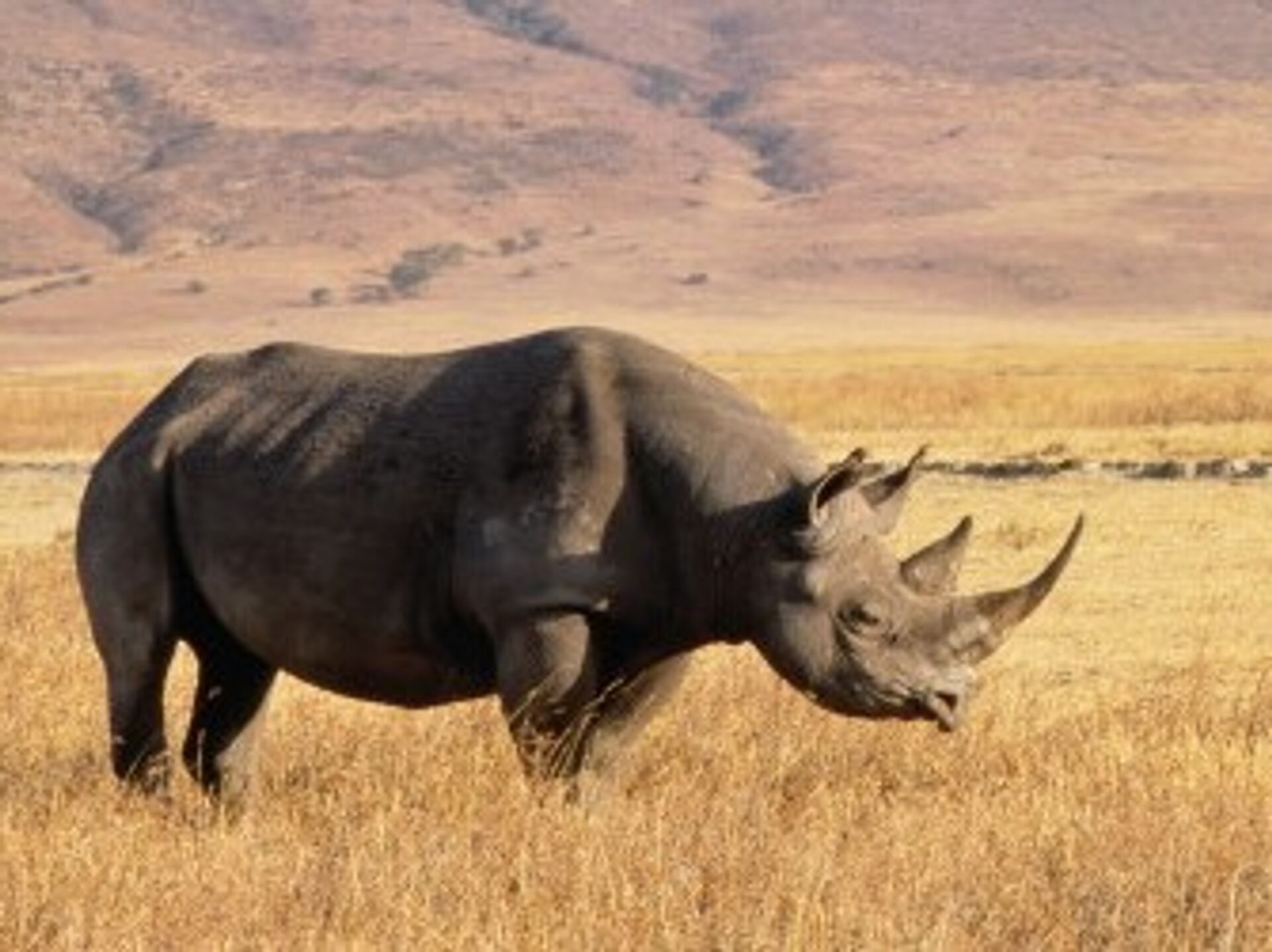 Носорог с двумя рогами. Предок носорога. Синий носорог. Носорог природная зона