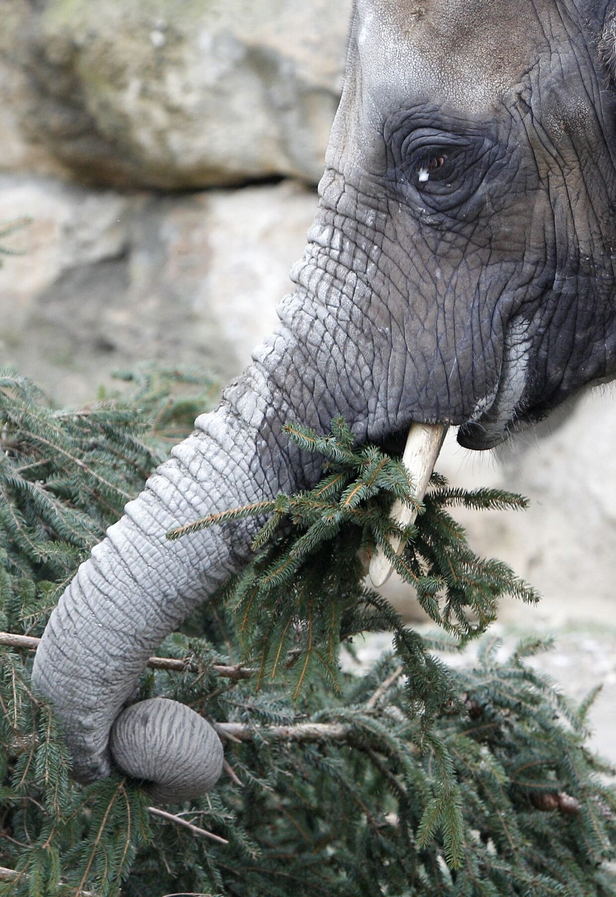 Слон ест елку в зоопарке Вены