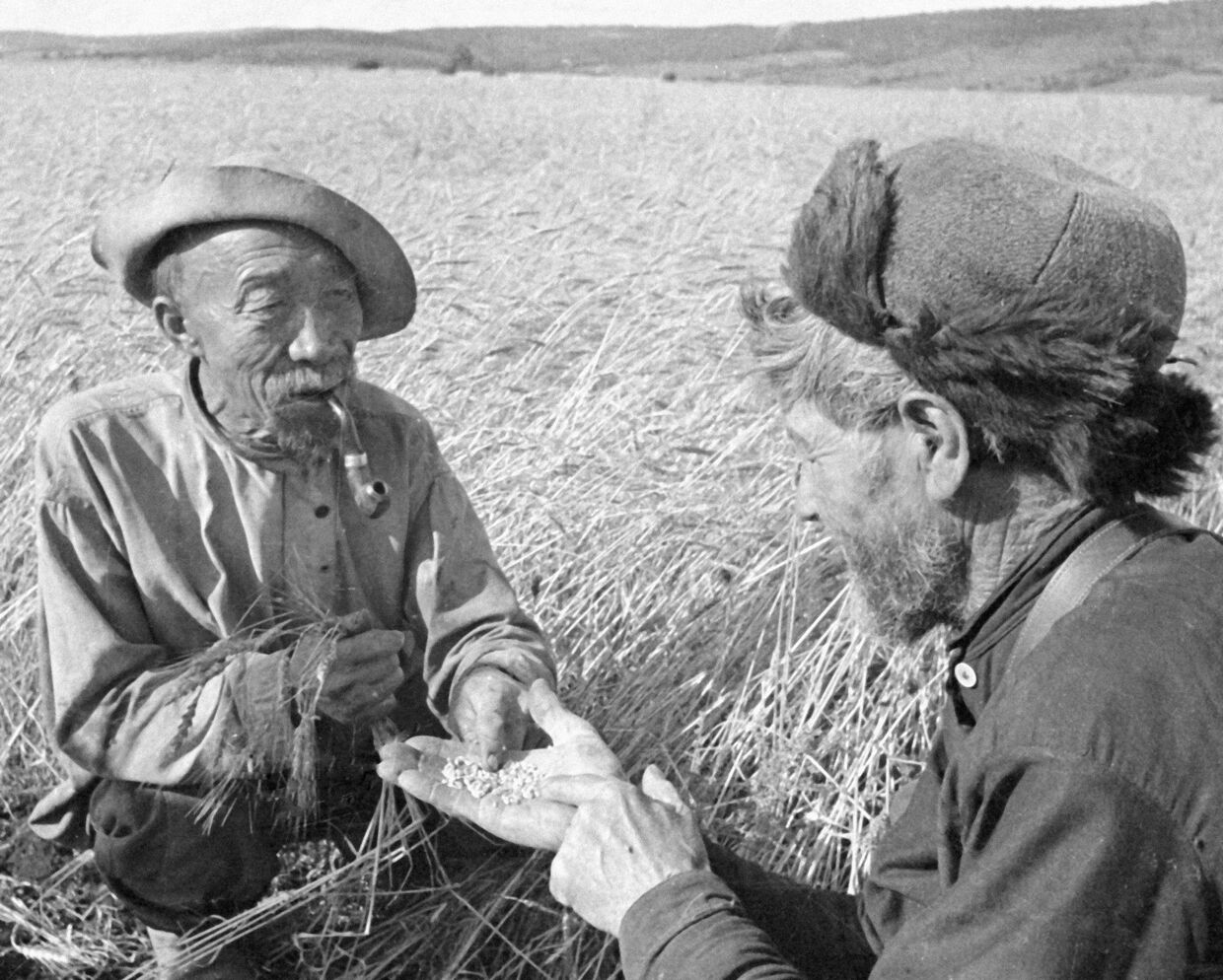 Старейшины колхоза определяют качество зерна
