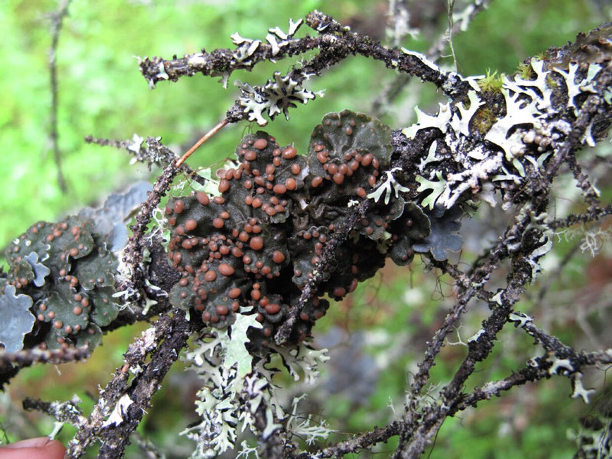 Лишайник Erioderma pedicellatum в Кроноцком заповеднике