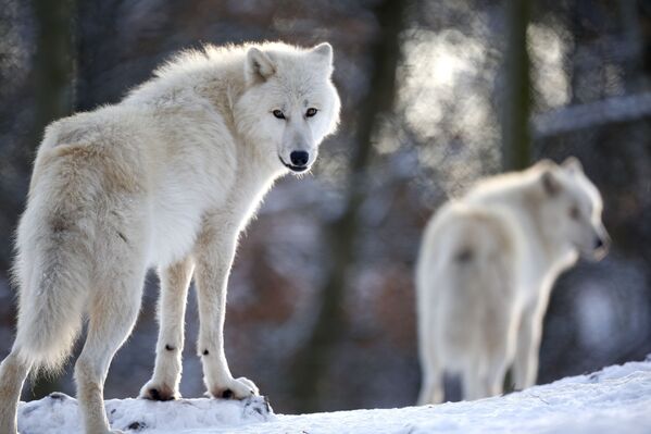 Полярные волки в заповеднике Вернера Фройнда
