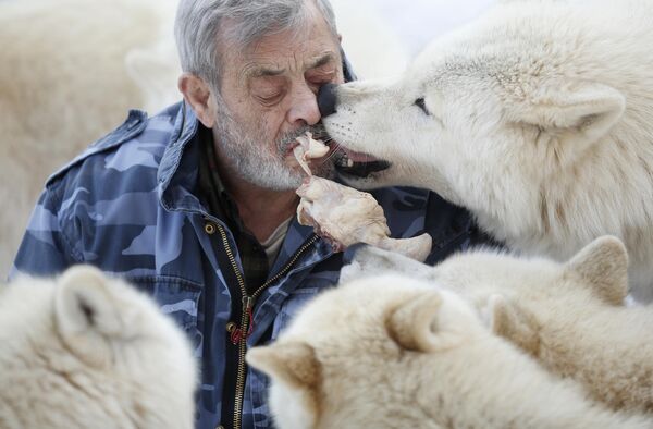 Исследователь Вернер Фройнд с полярными волками