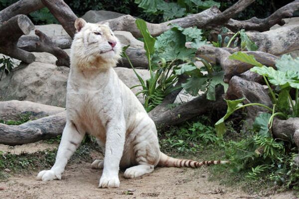 Белый тигр в южно-китайском сафари-парке Chimelong  