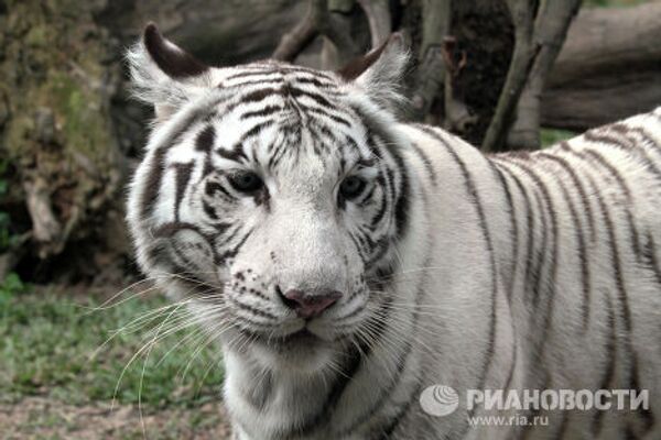 Белый тигр в южно-китайском сафари-парке Chimelong 