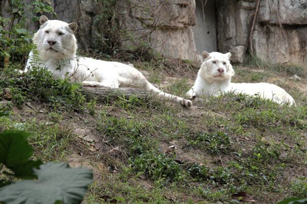Белые тигры в южно-китайском сафари-парке Chimelong 