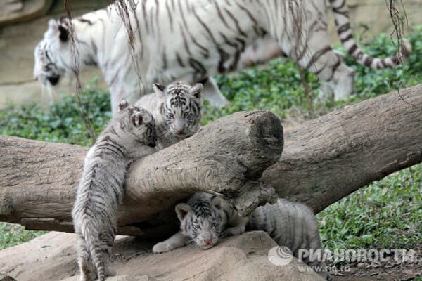 Белые тигры и тигрята южно-китайского сафари-парка Chimelong  