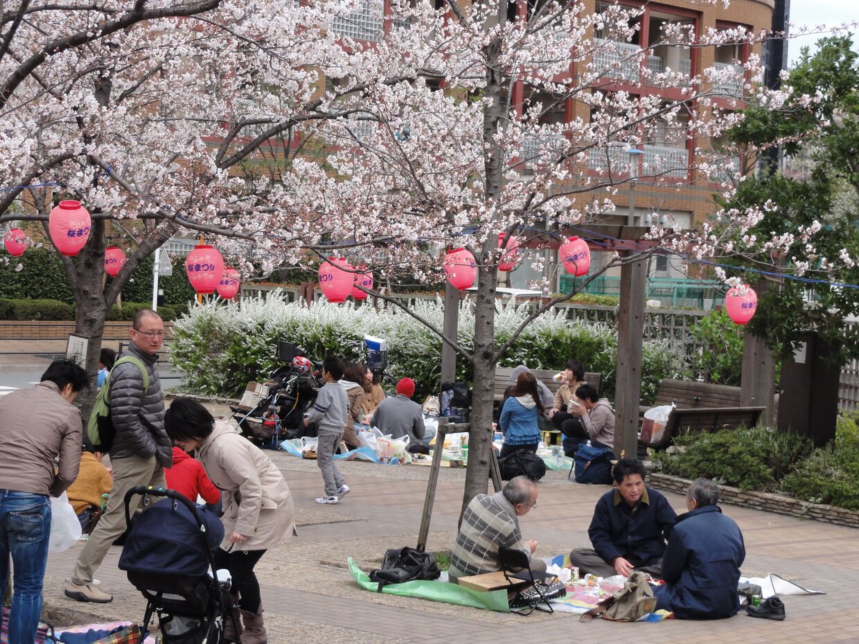 Цветение сакуры в Японии