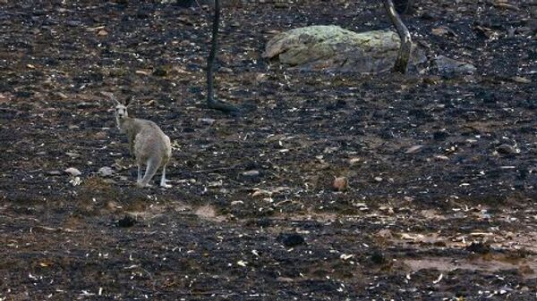 Кенгуру стоит на месте лесного пожара в г. Кунабарабран, Австралия