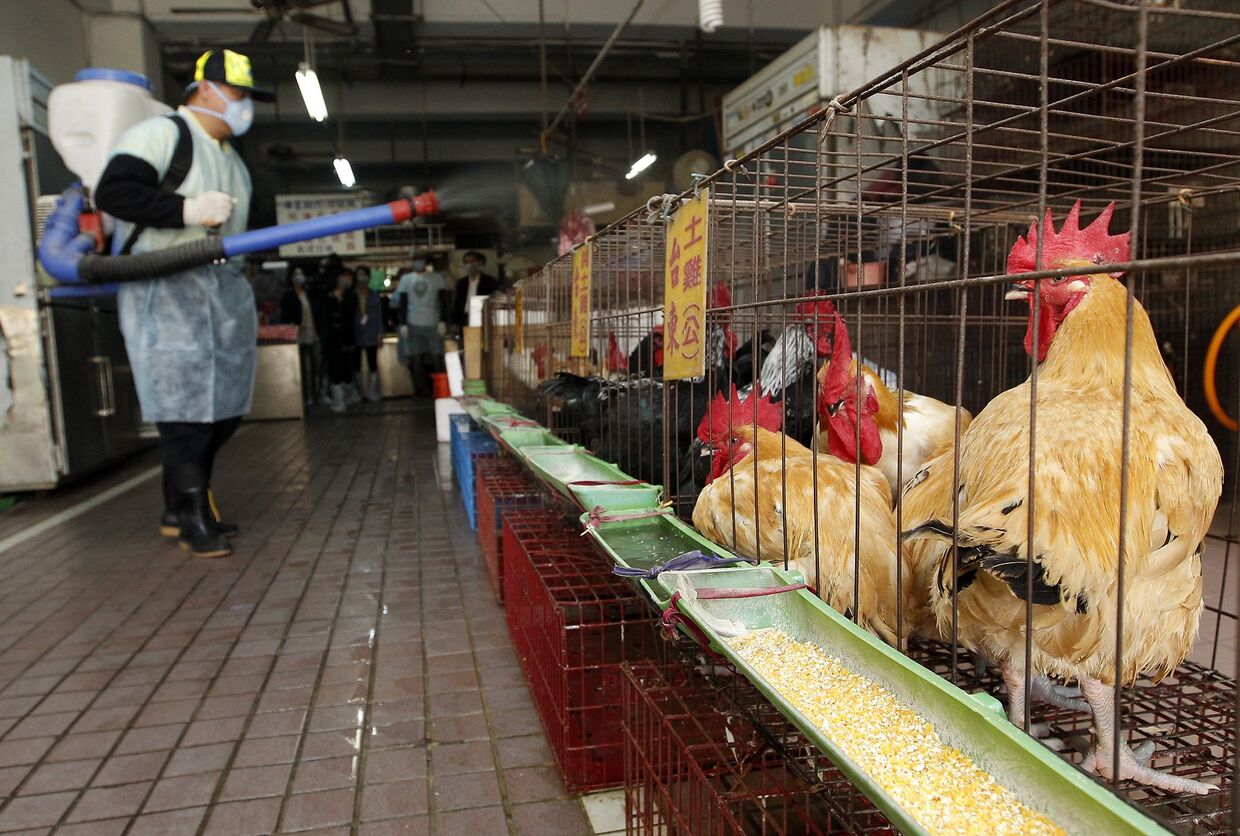 Профилактика птичьего гриппа в Китае