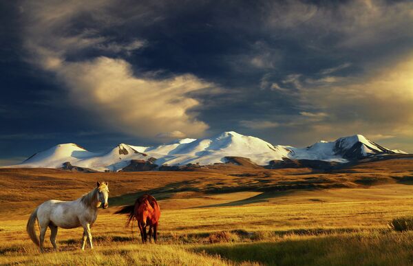 Степи Монголии 