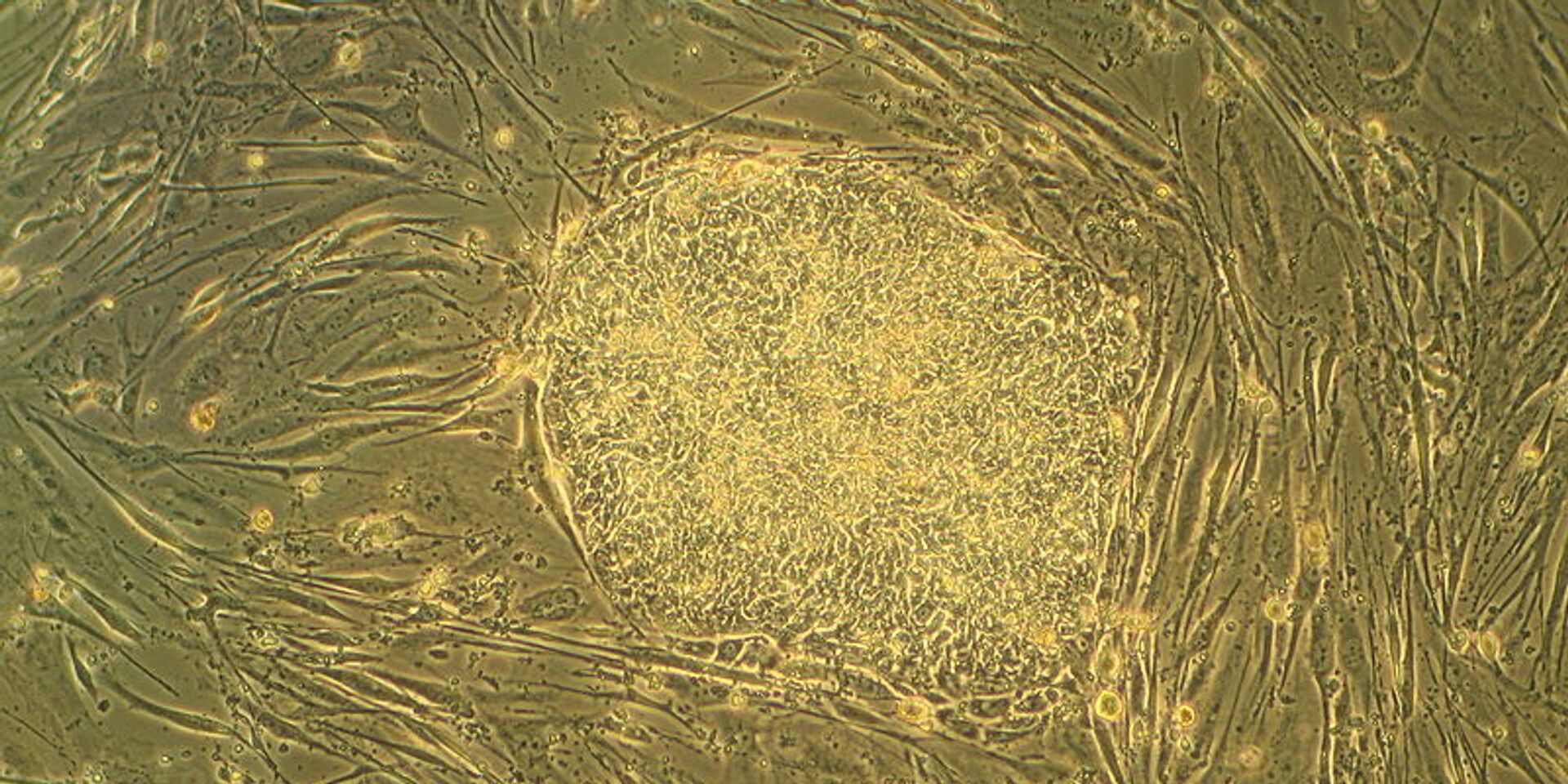 Стволовые клетки - ИноСМИ, 1920, 01.07.2023