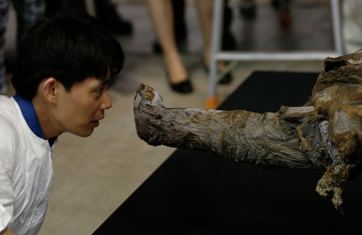 Туша мамонта, найденного в Сибири, в музее Йокогамы, Япония 