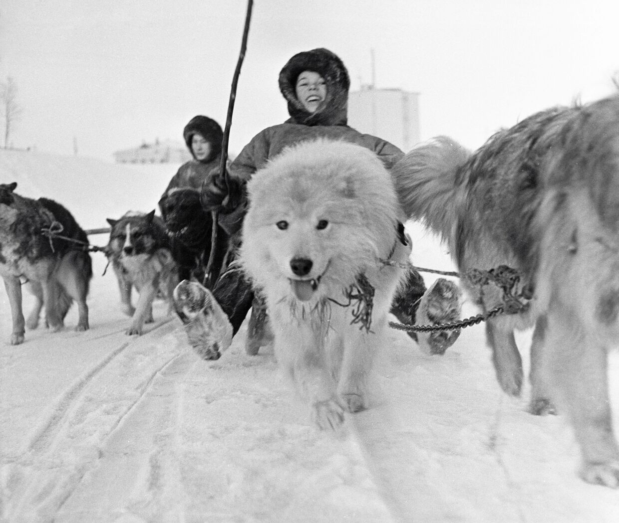 Юный представитель северной народности саами управляет собачьей упряжкой