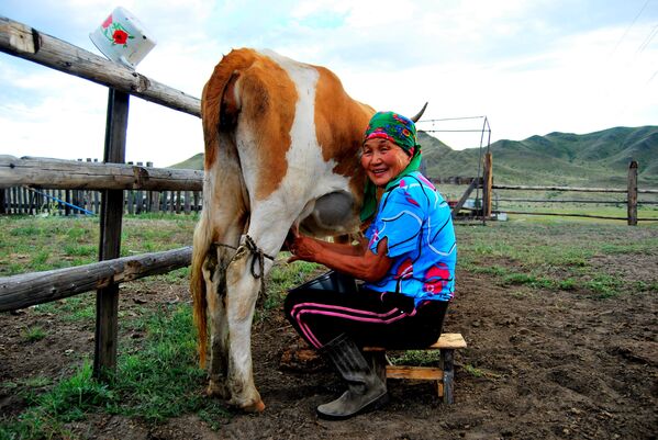 Жительница Тувы доит корову 