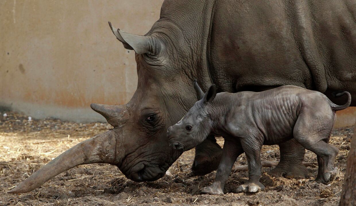 В Израиле родился белый носорог
