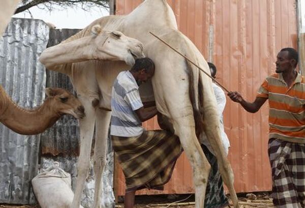 Верблюжья ферма в Могадишо, Сомали