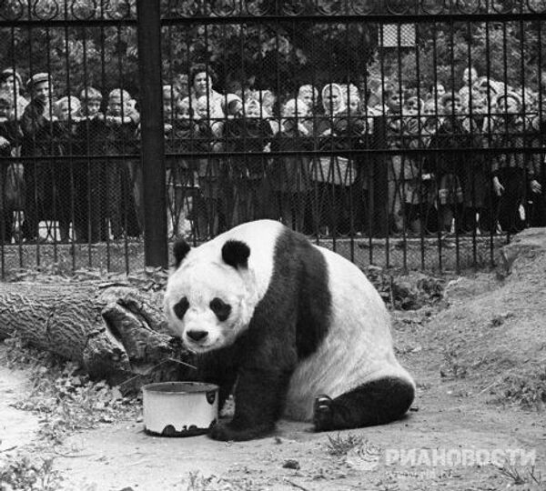 Большая панда Чи Чи в московском зоопарке