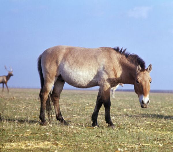 Лошадь Пржевальского в заповеднике Аскания-Нова